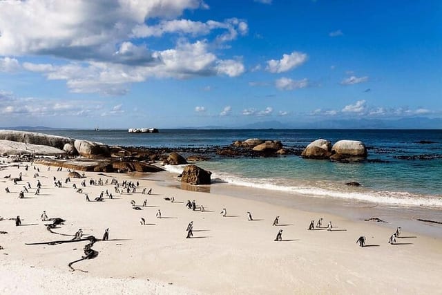 Private Group Tour to Boulders Beach & Cape Point incl. Park Fees - Photo 1 of 25